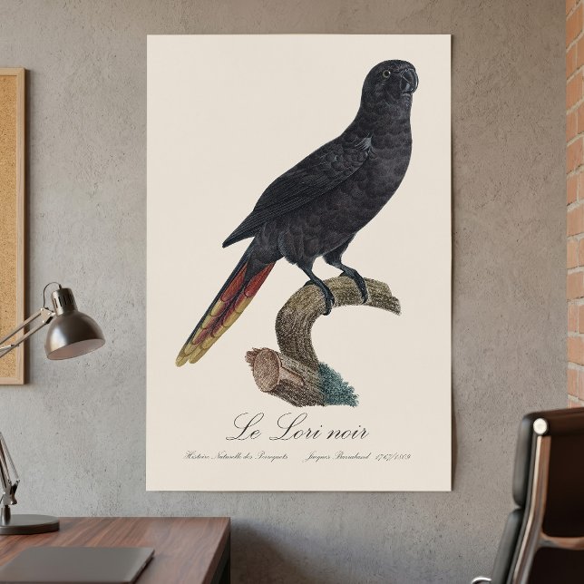Le Lori noir / Black lory  Poster (Black Lory or Red-Quilled Lory, Chalcopsitta atra. Poster )