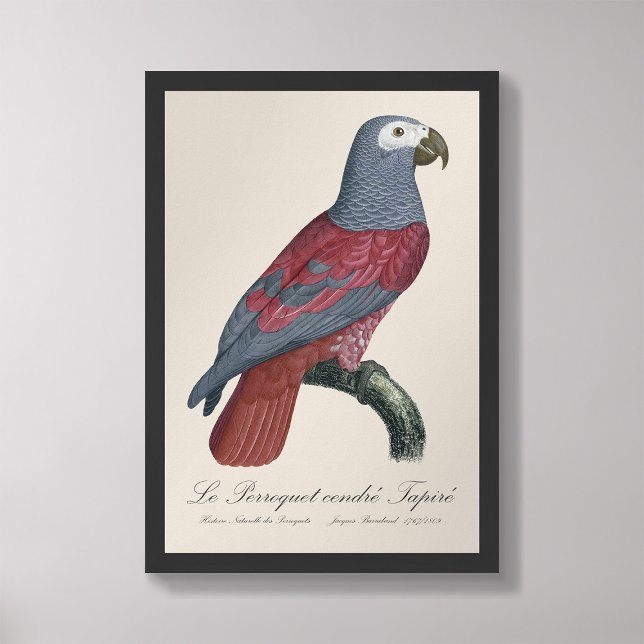 Le Perroquet cendre Tapire  Photo Print (Creator Uploaded)