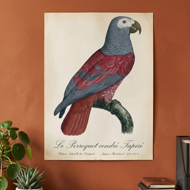 Le Perroquet cendre Tapire  Poster (African Grey Parrot Red Factor Psittacus Erithacus. Poster)