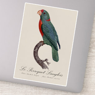Le Perroquet Langlois by Jacques Barraband