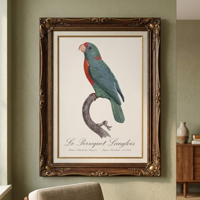 Le Perroquet Langlois by Jacques Barraband Photo Print (Le Perroquet Langlois by Jacques Barraband. Photo Print)