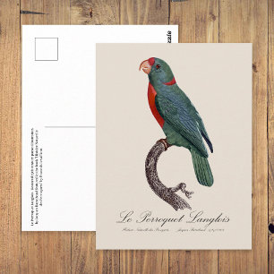 Le Perroquet Langlois by Jacques Barraband Postcard