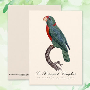 Le Perroquet Langlois by Jacques Barraband Thank You Card