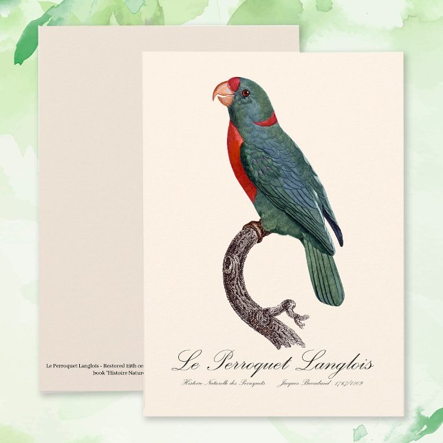 Le Perroquet Langlois by Jacques Barraband Thank You Card (Le Perroquet Langlois by Jacques Barraband. Thank You Card)