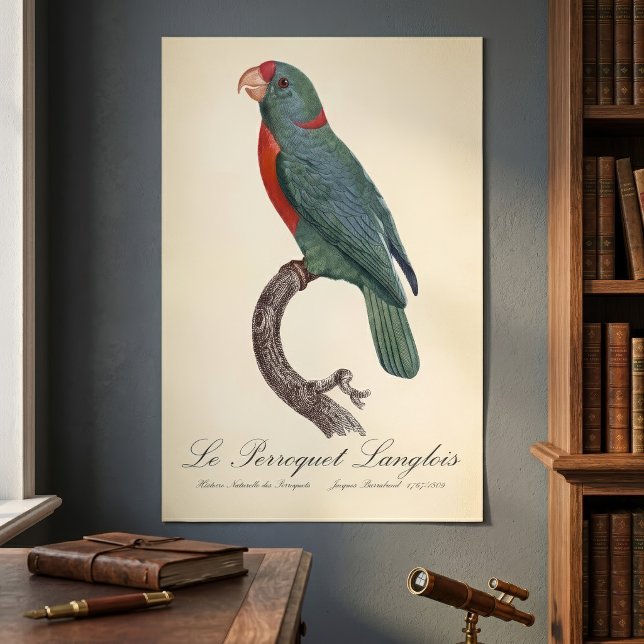 Le Perroquet Langlois  Poster (Le Perroquet Langlois by Jacques Barraband. Poster )