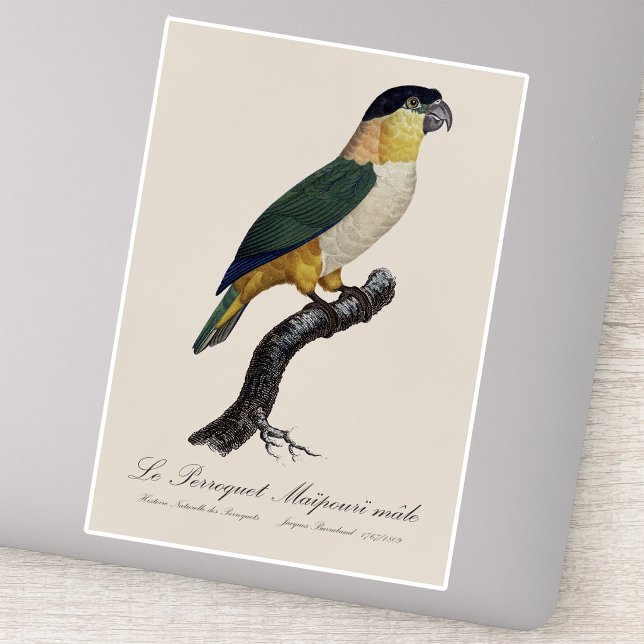 Le Perroquet Maipouri  / Black-headed parrot  (Black-Headed Male Parrot, Pionites Melanocephalus. Sticker)