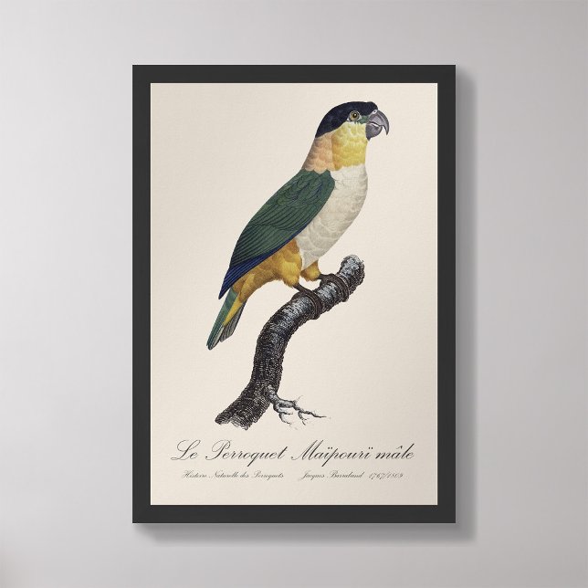 Le Perroquet Maipouri  / Black-headed parrot  Photo Print (Creator Uploaded)