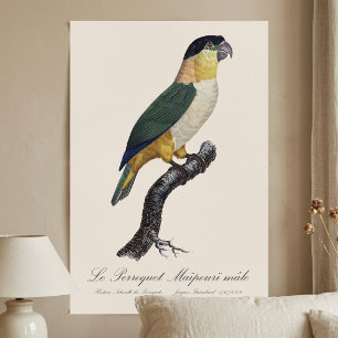 Le Perroquet Maipouri  / Black-headed parrot  Poster