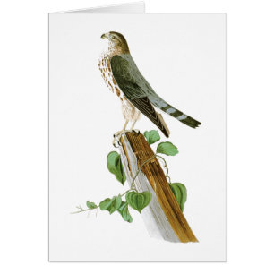 Le Petit Caporal John Audubon Birds of America