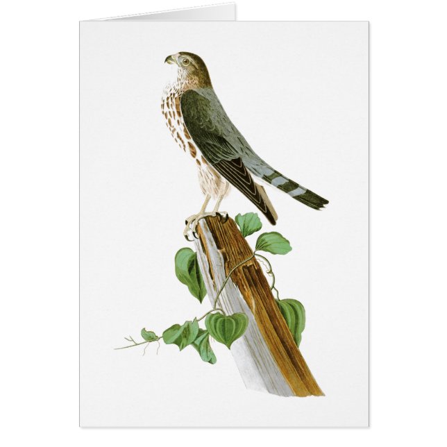 Le Petit Caporal John Audubon Birds of America (Front)