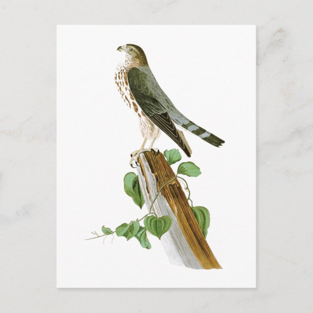 Le Petit Caporal John Audubon Birds of America Postcard (Front)