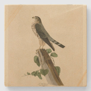 Le Petit Caporal (Merlin) Audubon Birds of America Stone Coaster
