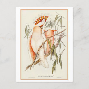 Leadbeater's Cockatoo Illustration by Gould Postcard