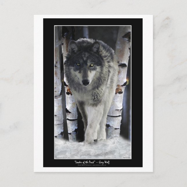 LEADER OF THE PACK ~ Wolf Postcards (Front)