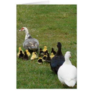 Leading The Family Muscovies In A Line