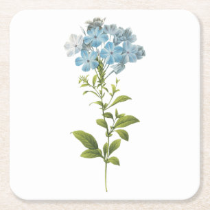 leadwort(Plumbago caerulea) by Redouté Square Paper Coaster