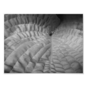 Leaf Abstract & Waterdrops-B&W Photo Print