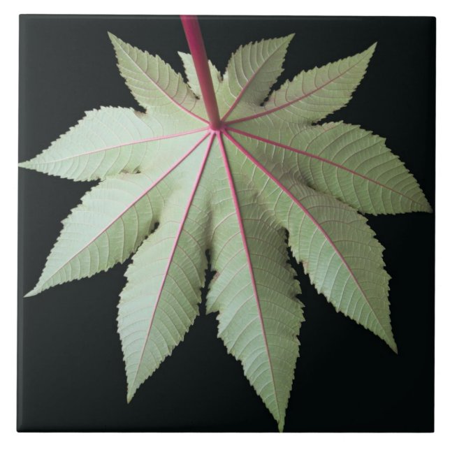 Leaf and Stem Ceramic Tile (Front)