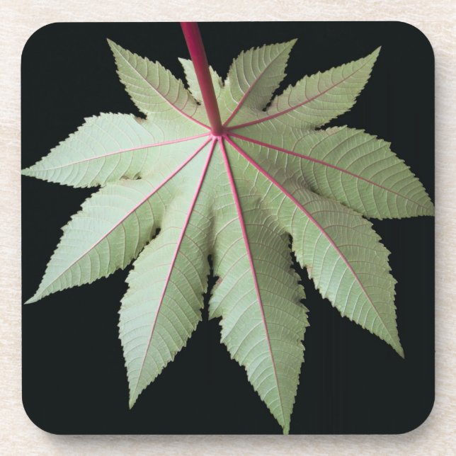 Leaf and Stem Coaster (Front)
