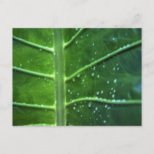 Leaf and Water Droplets Postcard