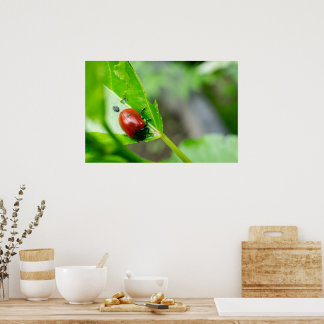 Leaf Beetle on Plant Poster