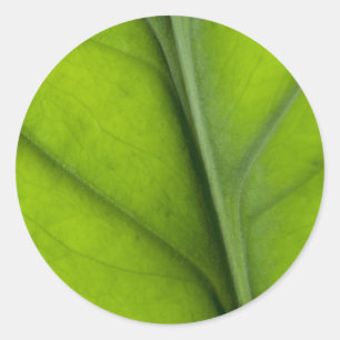 Leaf closeup classic round sticker