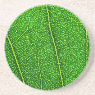Leaf Coaster