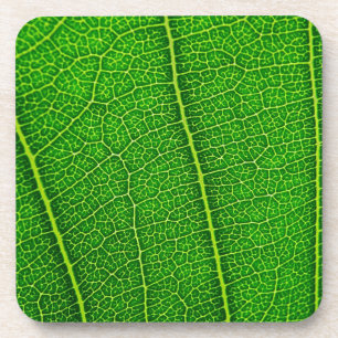 Leaf Coaster