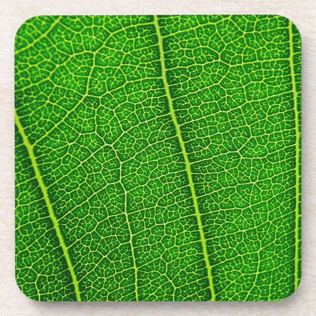 Leaf Coaster (Front)