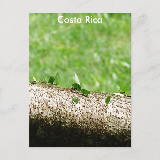 Leaf Cutter Ants in Costa Rica Postcard (Front)