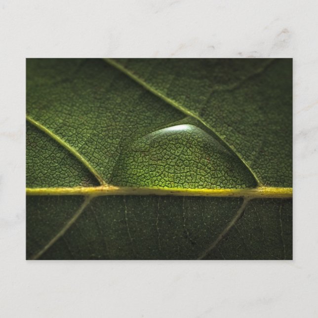 Leaf Droplets Postcard (Front)