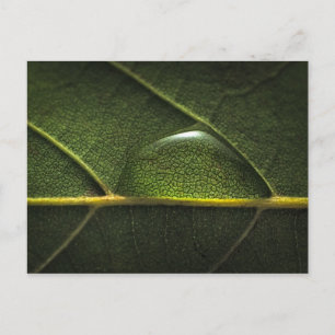 Leaf Droplets Postcard