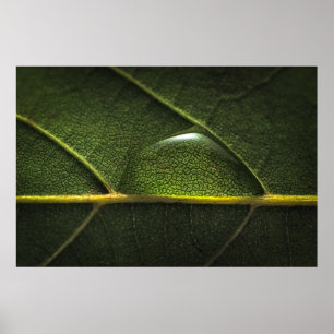 Leaf Droplets Poster