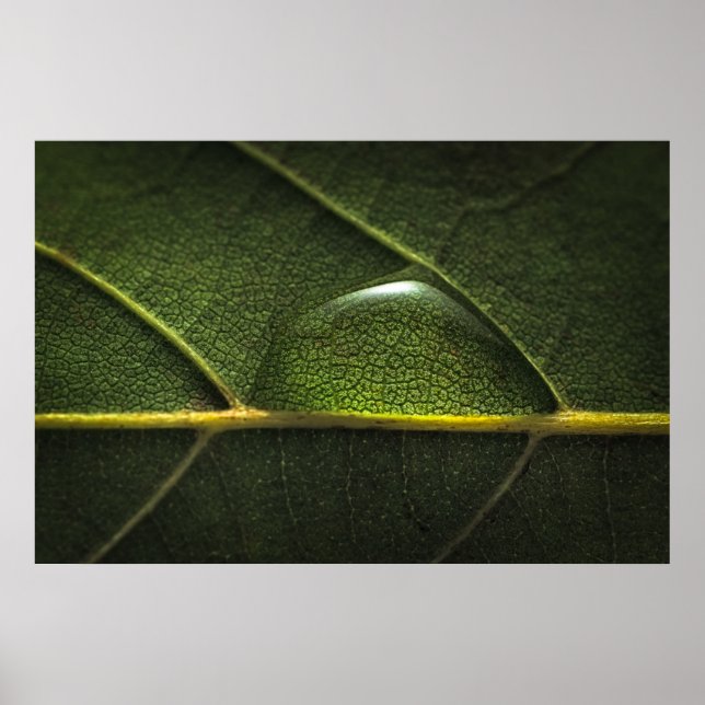 Leaf Droplets Poster (Front)