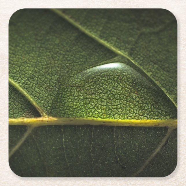 Leaf Droplets Square Paper Coaster (Front)