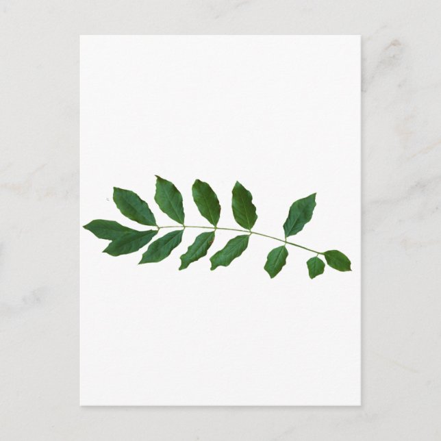 Leaf Fern Nature Party Pack Postcard (Front)