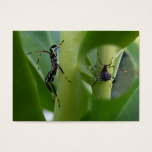 Leaf Footed Bug ~ ATC