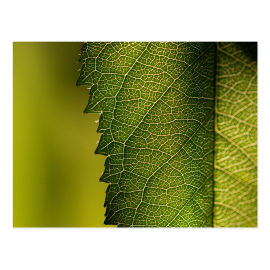 Leaf Macro Postcard