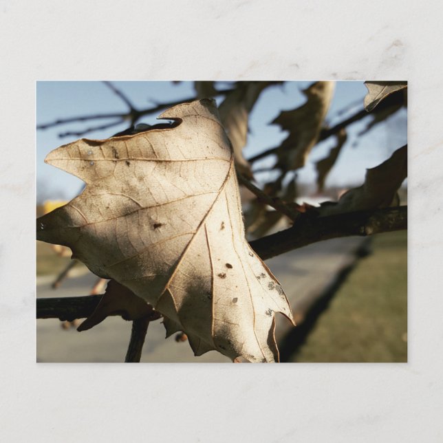 LEAF ME A POSTCARD (Front)