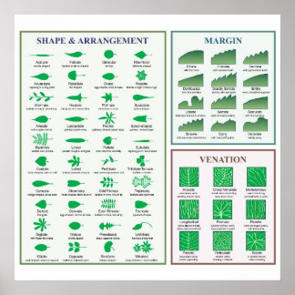 Leaf Morphology Chart Margin Shape Venation Poster