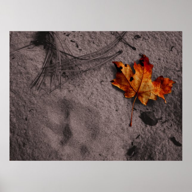 Leaf Next to Mountain Lion Footprint Poster (Front)
