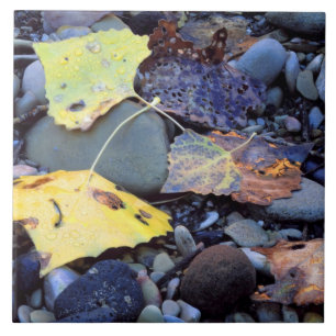 Leaf of Fremont cottonwood on flood plain Ceramic Tile