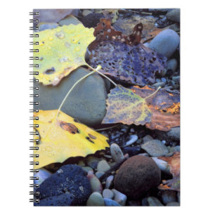 Leaf of Fremont cottonwood on flood plain Notebook