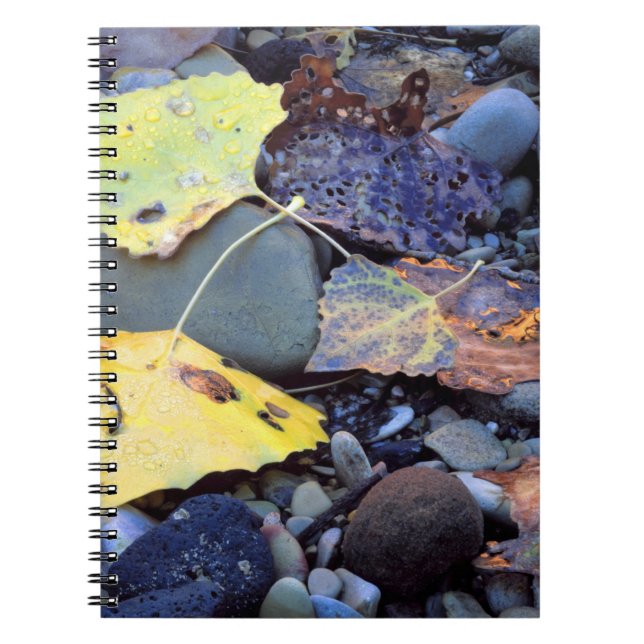 Leaf of Fremont cottonwood on flood plain Notebook (Front)