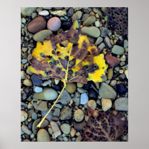 Leaf of Fremont cottonwood on flood plain Poster