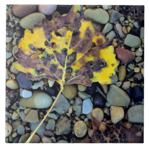 Leaf of Fremont cottonwood on flood plain Tile