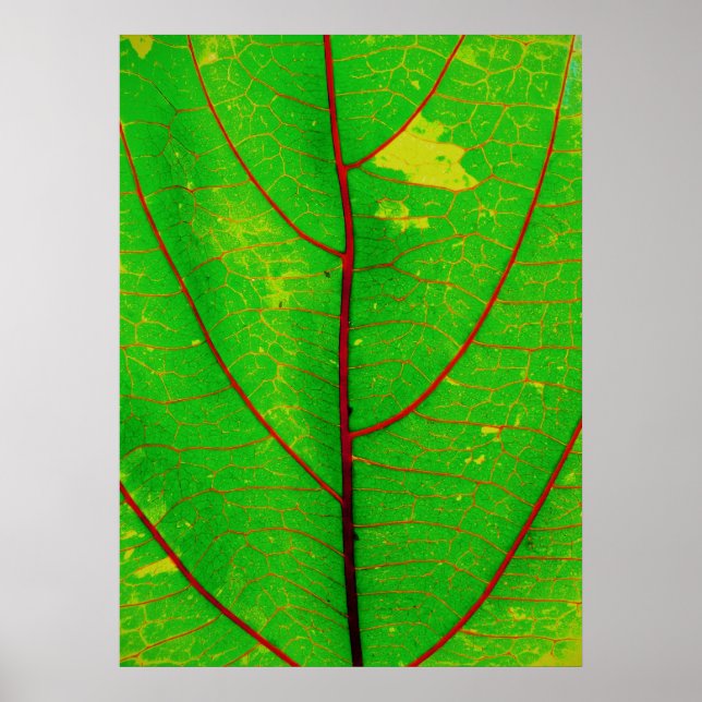leaf poster (Front)