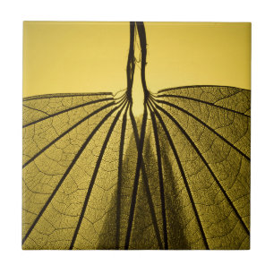 Leaf Skeleton Ceramic Tile