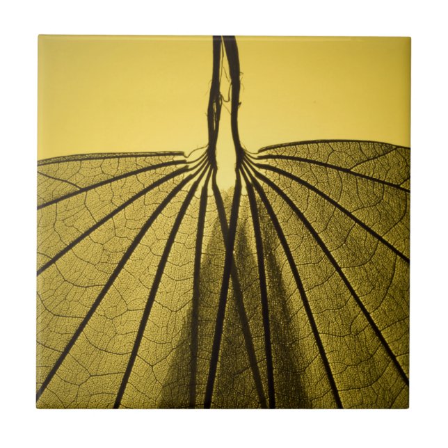 Leaf Skeleton Ceramic Tile (Front)