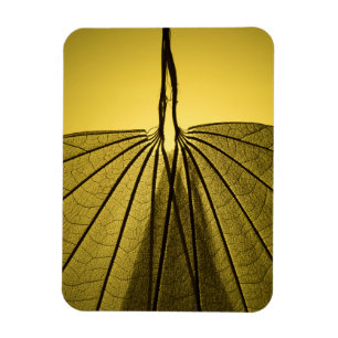 Leaf Skeleton Magnet